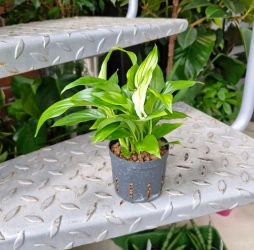 Skrzydłokwiat Pearl Cupido MK9/7 w hydroponice