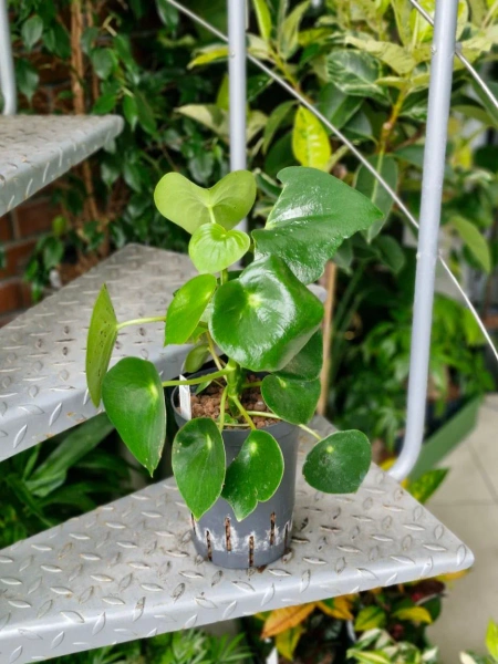 Peperomia raindrop 40 cm MK15/19 w hydroponice