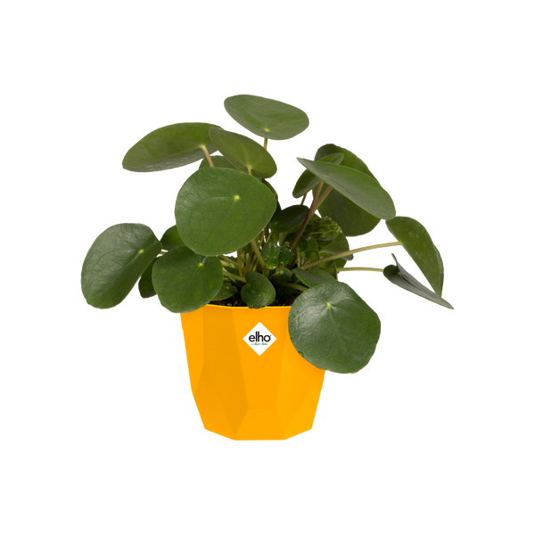 B. For Rock 16 żółta osłonka geometryczna