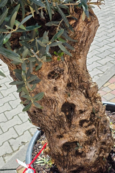 Drzewko oliwne 200 cm gruby pień