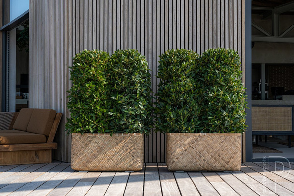 Rafi S 60x30/31 prostokątna osłonka bambusowa