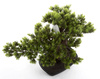 Sztuczny Bonsai Myrtle 40 cm w doniczce