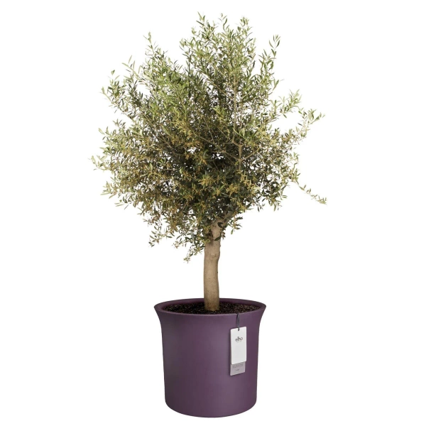 June Tulip 47/43 śliwkowa donica do ogrodu vintage plum