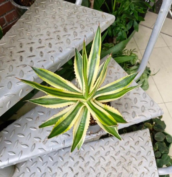 Agawa w hydroponice 35 cm MK13/12