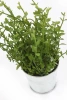 Sztuczny tymianek w cynkowej doniczce 23-26 cm zioła