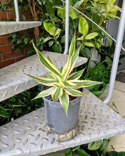 Agawa w hydroponice 30 cm MK15/19