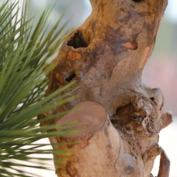 Sztuczny Bonsai Pinia 55 cm UV grube drewniane pnie