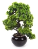 Sztuczny Bonsai Larch 48x35 w czarnej ceramicznej doniczce