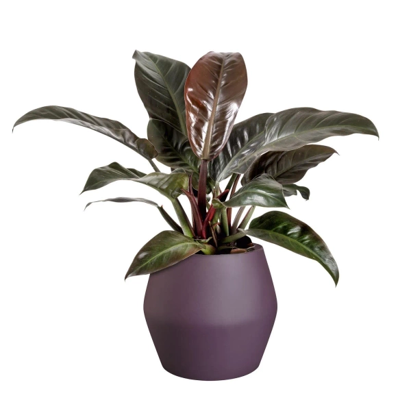 June Split Low 46/42 śliwkowa niska osłonka designerska vintage plum