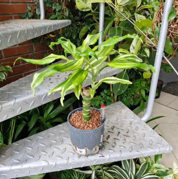 Dracena Fragrans Yellow Coast w hydroponice 40 cm MK13/12