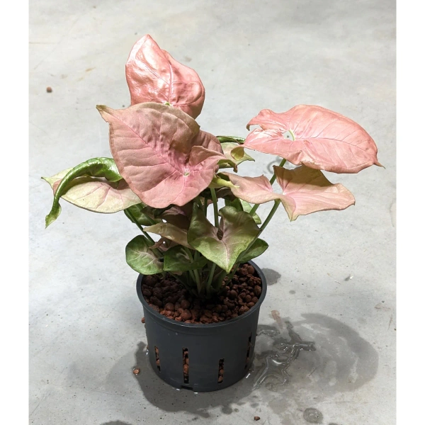 Syngonium Neon Robusta 28 cm MK11/9