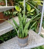 Sansevieria kirkii w hydroponice 30 cm MK13/12