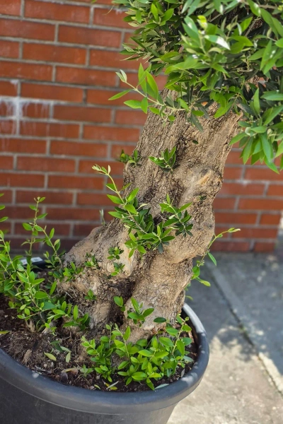 Olea europaea drzewko oliwne 180 cm