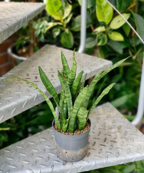 Sansevieria kirkii w hydroponice 30 cm MK13/12