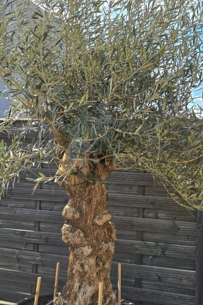 Drzewo oliwne Oliwka europejska 280 cm gruby pień