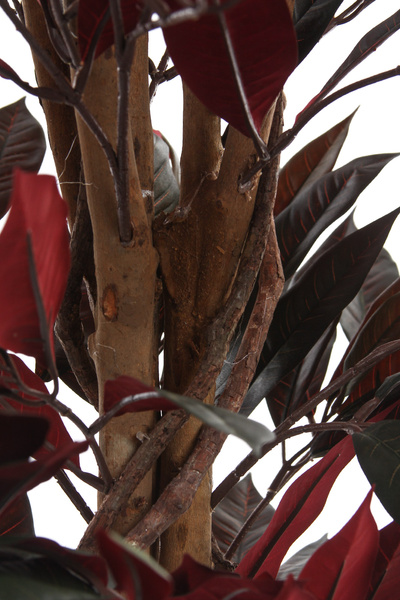 Sztuczny Fikus Capensia czerwonolistny 210 cm