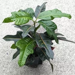 Croton variegatum petra 40 cm MK13/12