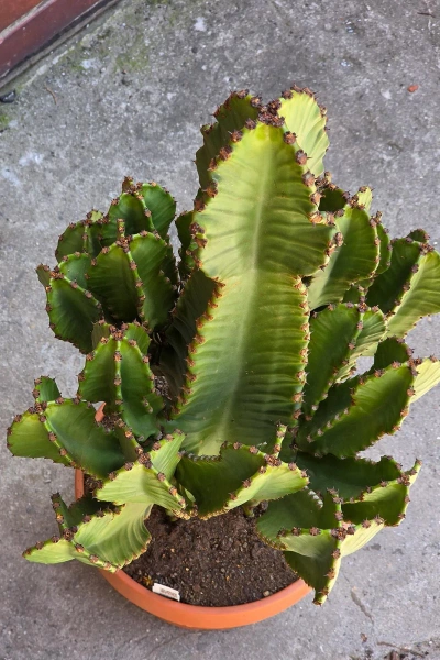 Kaktus Euphorbia Ingens 85 cm