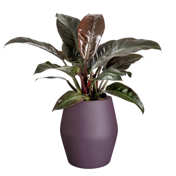 June Split High 46/53 wysoka osłonka śliwkowa vintage plum