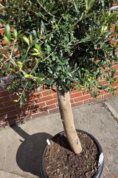 Oliwka europejska Olea europaea 165 cm