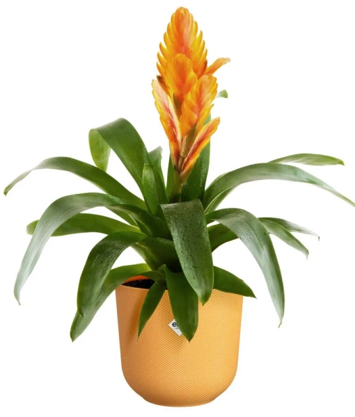 Jazz Elho 23 designerska osłonka żółta amber yellow