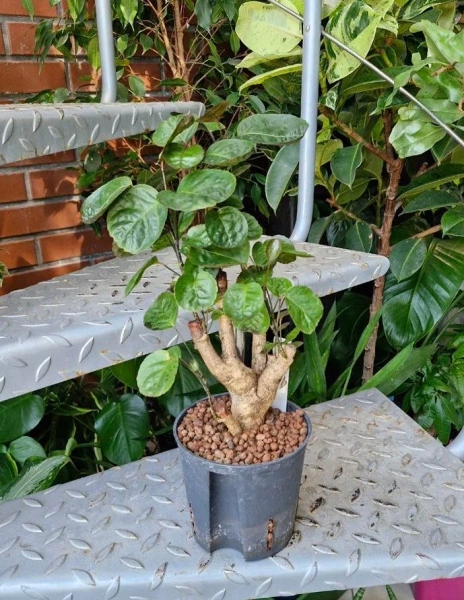 Polyscias scutellaria 40 cm MK13/12 w hydroponice