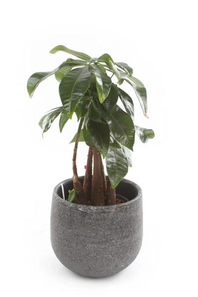 Marcus 16/14 ceramiczna osłonka antracyt metalic