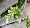 Scindapsus marble queen MK13/12 w hydroponice