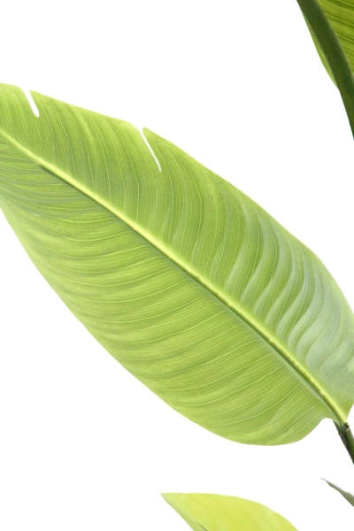 Sztuczna Strelicja nicolai 150 cm 13 liści