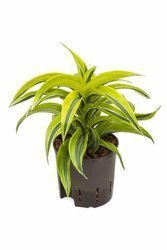 Dracena cytrynowa (lemon surprise) MK13/12 - głowa