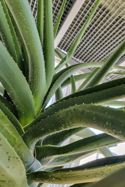 Aloe bainesii aloes 260 cm