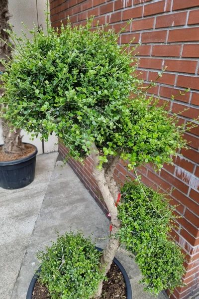 Drzewko oliwne sylvestris bonsai 190 cm