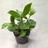 Clusia rosea princess 30 cm w hydroponice MK13/12