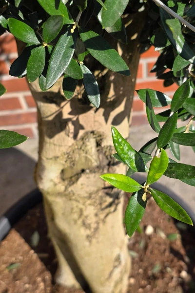 Oliwka europejska Olea europaea 150 cm