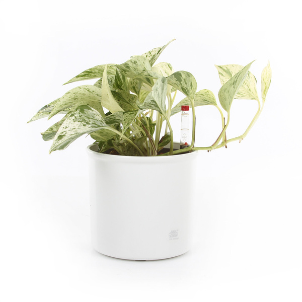 Zestaw do hydroponiki 13/12 osłonka Corona czerwona wkład wskaźnik