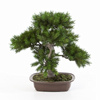 Sztuczne drzewko Bonsai Sosna Pinia 48 cm w brązowej ceramicznej doniczce