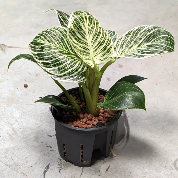 Filodendron Birkin 25 cm MK11/9