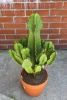 Kaktus Euphorbia Ingens 85 cm