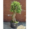 Olea europaea drzewko oliwne 180 cm 
