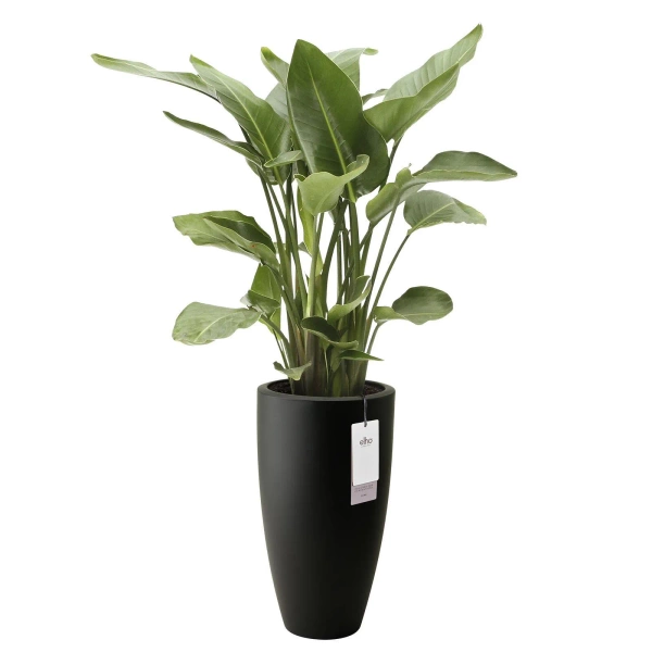 June Round High 30/53 czarna wysoka donica do salonu