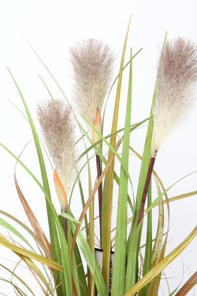 Sztuczna trawa Foxtail Plume 120 cm z kłosami