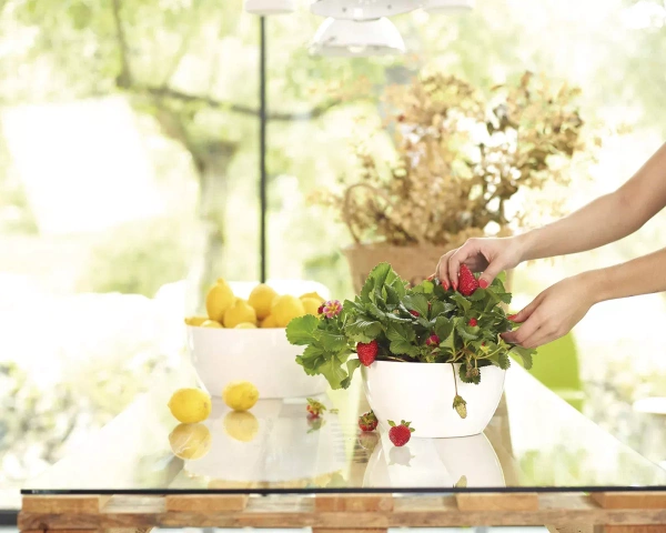 San Remo Bowl 32/13 doniczka na bonsai antracytowa