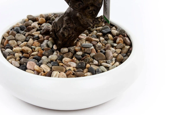 Sztuczne drzewko Bonsai Fikus mini 37 cm w białej doniczce