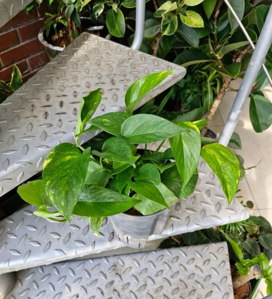 Scindapsus epipremnum aureum w hydroponice MK15/19