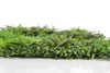 Mata zielona ściana Forest 100x100 cm mix z roślin leśnych