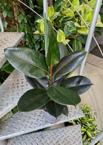 Fikus sprężysty elastica abidjan 60 cm MK15/19