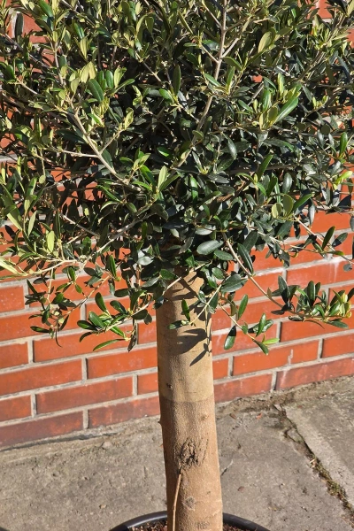 Oryginalne drzewko oliwne na grubym pniu 165 cm
