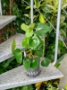 Peperomia raindrop 40 cm MK15/19 w hydroponice