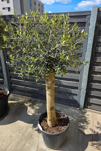 Oliwka europejska Olea europaea 160 cm gruby pień