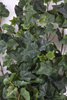 Sztuczny Bluszcz English Hedera wiszący pnącze 170 cm zielony